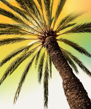 Palm tree with citrus colors